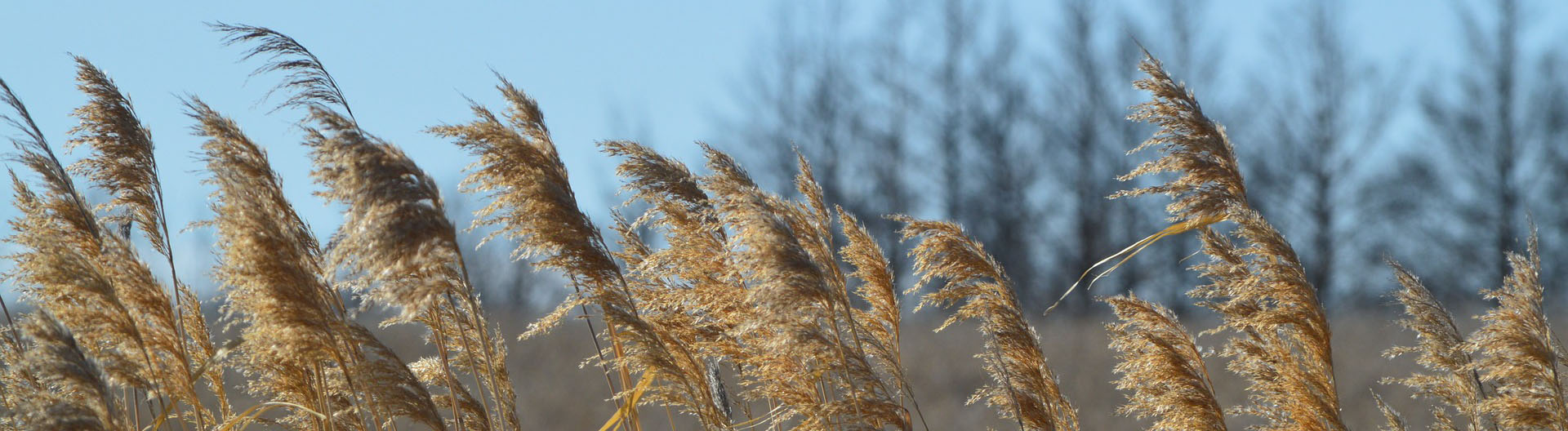 Tall strand of wheat blow in the wind