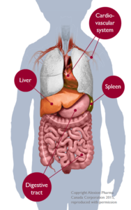 An illustration of the cardio-vascular system, liver, spleen and digestive tract