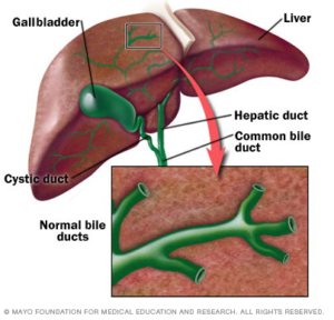 An illustration of the gallbladder. Photo used with permission from Mayo Clinic.