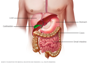 An illustration of the human body showing the location of the liver, gallbladder, stomach, colon and small intestine. Image used with permission from Mayo Clinic.