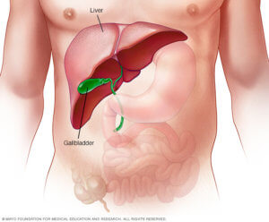 liver location