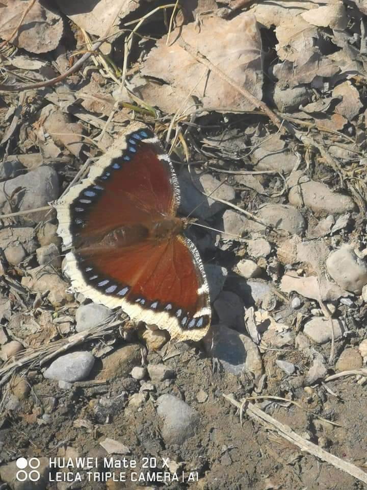 Photo d'une papillon