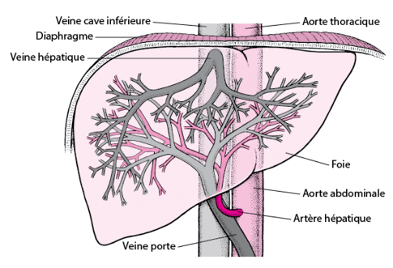 Graphique biologique du foie et de la tension portale